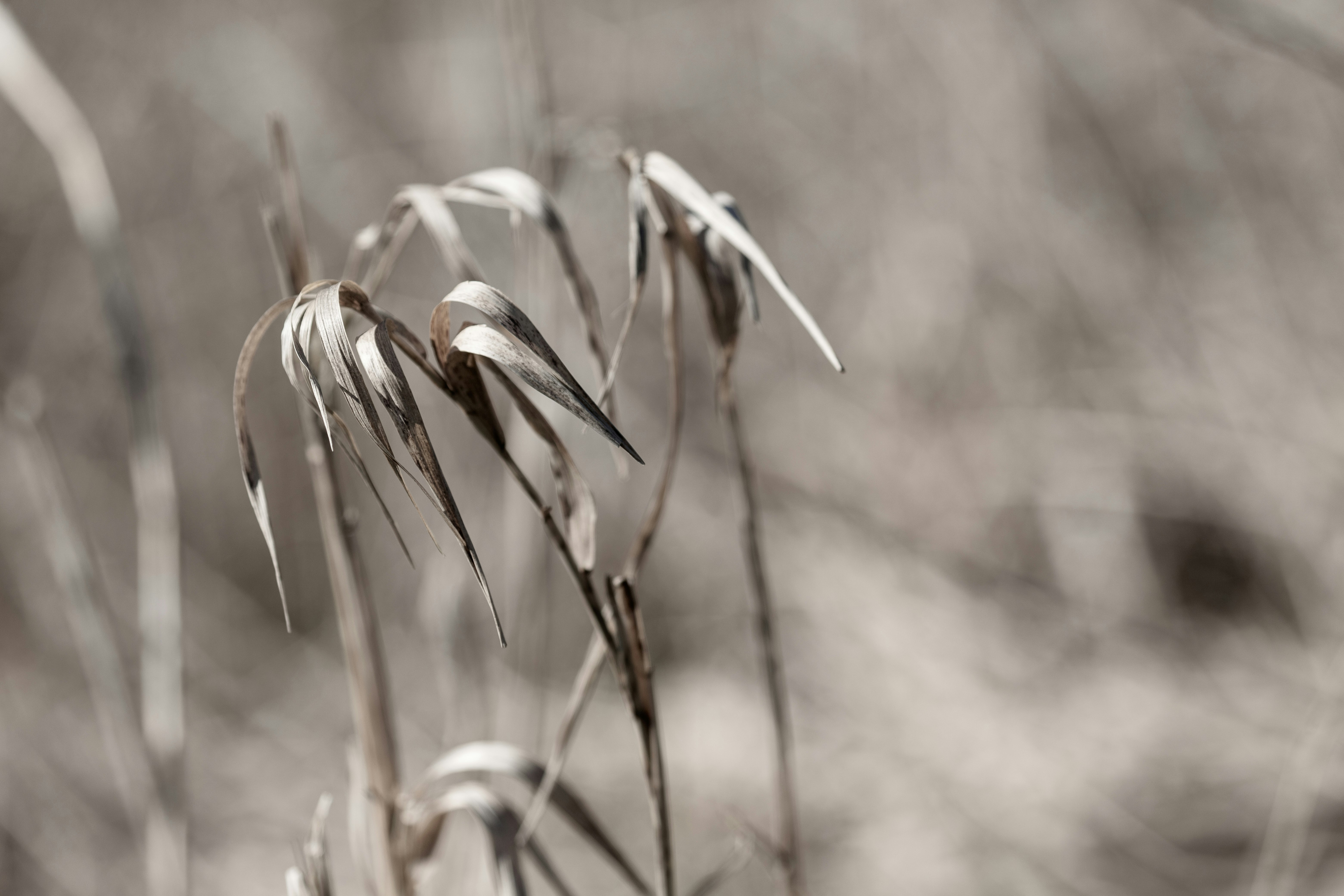 brown wheat in close up photography